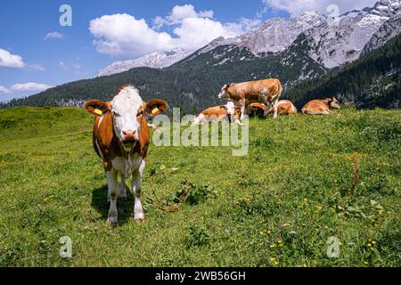 Alm-Idylle, Fleckvieh -Kühe auf einer Alm mit Alpenpanorama im Hintergrund. Idyllische Almszenerie mit Fleckvieh-Kühen bei der Litzlalm in Sichtweite vom Wagendrischelhorn auf österreichischer Seite der Alpen oberhalb des Hintersees im Berchtesgardener Land. Hinterthal Naturpark Weißbach Saalbach Österreich *** idyllische Almweide, Simmentalkühe auf einer Almweide mit Alpenpanorama im Hintergrund idyllische Almlandschaft mit Simmentalkühen auf der Litzlalm in Sichtweite des Wagendrischelhorns auf der österreichischen Alpenseite oberhalb des Hintersees im Berchtesgardener Land Hinte Stockfoto