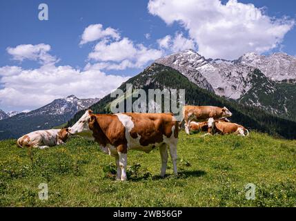 Alm-Idylle, Fleckvieh -Kühe auf einer Alm mit Alpenpanorama im Hintergrund. Idyllische Almszenerie mit Fleckvieh-Kühen bei der Litzlalm in Sichtweite vom Wagendrischelhorn auf österreichischer Seite der Alpen oberhalb des Hintersees im Berchtesgardener Land. Hinterthal Naturpark Weißbach Saalbach Österreich *** idyllische Almweide, Simmentalkühe auf einer Almweide mit Alpenpanorama im Hintergrund idyllische Almlandschaft mit Simmentalkühen auf der Litzlalm in Sichtweite des Wagendrischelhorns auf der österreichischen Alpenseite oberhalb des Hintersees im Berchtesgardener Land Hinte Stockfoto