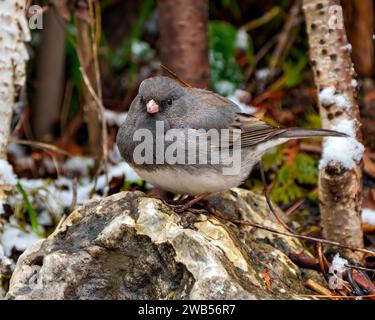 Junco-Nahansicht auf einem Felsen mit Waldhintergrund in seiner Umgebung und Umgebung, in grau-weißer Farbe Stockfoto