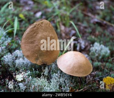 Pilze aus nächster Nähe, die auf dem Boden mit Moos und Waldvegetation wachsen. Lichen-Bild. Stockfoto