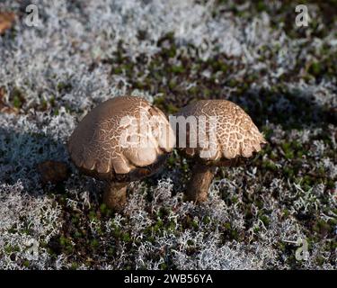 Pilze aus nächster Nähe, die auf dem Boden mit Moos und Waldvegetation wachsen. Lichen-Bild. Stockfoto