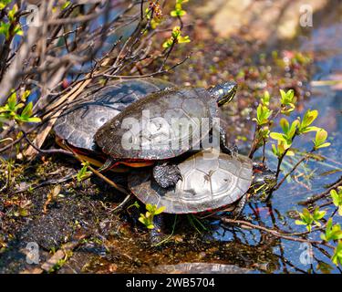 Drei bemalte Schildkröten stehen auf einem Mooswald mit Sumpfvegetation in ihrer Umgebung und Umgebung. Eine Schildkröte steht auf den anderen. Stockfoto