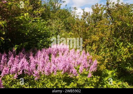 Astilbe x arendsii Bressingham Beauty wächst in einem Moorgarten. Saxifragaceae eine pinkj blühte voll harte mehrjährige Pflanze, manchmal auch False Spiraea genannt Stockfoto