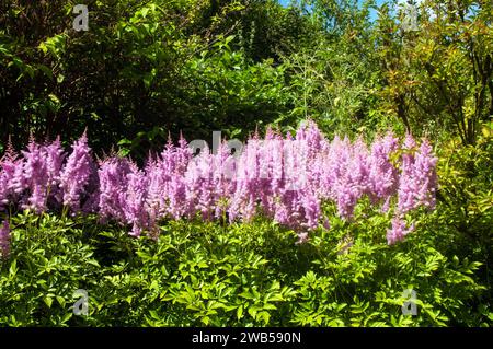 Astilbe x arendsii Bressingham Beauty wächst in einem Moorgarten. Saxifragaceae eine pinkj blühte voll harte mehrjährige Pflanze, manchmal auch False Spiraea genannt Stockfoto