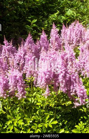 Astilbe x arendsii Bressingham Beauty wächst in einem Moorgarten. Saxifragaceae eine pinkj blühte voll harte mehrjährige Pflanze, manchmal auch False Spiraea genannt Stockfoto