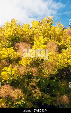 Cotinus coggygria Golden Spirit (Smoke Bush Venetian Sumach Rhus Cotinus) Ein kleiner Baum oder Strauch mit gelben Blättern im Herbst sommergrün & voll winterhart Stockfoto