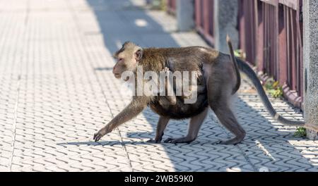 Ein Makak trägt einen kleinen Makaken auf seinem Bauch, Thailand Stockfoto