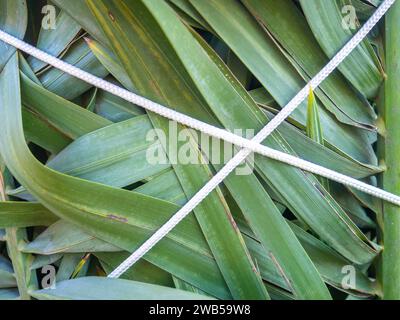 Palmblätter mit Seilen gebunden. Gartenarbeit. Sicherheit der Anlage vor dem Wind. Hintergrund der Blätter Stockfoto