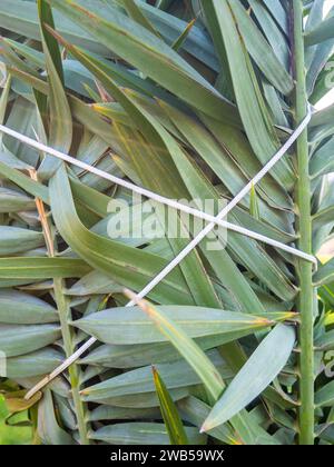 Palmblätter mit Seilen gebunden. Gartenarbeit. Sicherheit der Anlage vor dem Wind. Hintergrund der Blätter Stockfoto