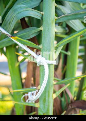 Palmblätter mit Seilen gebunden. Gartenarbeit. Sicherheit der Anlage vor dem Wind. Hintergrund der Blätter Stockfoto