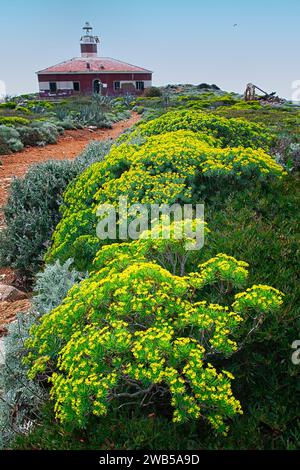 Garrigue Wolfsmilch (Euphorbia dendroides) und Silber ragwort (Senecio zinerarie) im Insel Giannutri, Capel Rosso, Toskanischer Archipel, Toskana, Stockfoto