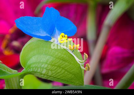 Asiatische dayflower (Commelina communis) ist Stauden einjährige Pflanze. Stockfoto