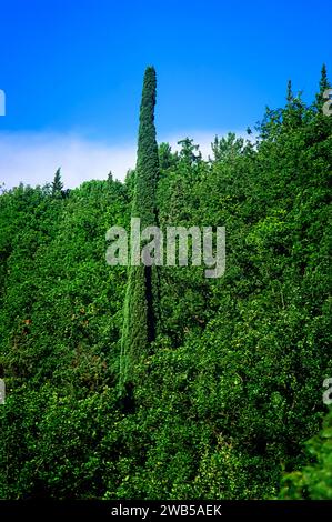 Cipresso (Cupressus sempervirens var. Stricta), Cupressaceae. Zierwerk ein wilder Baum. Es prägt die italienische Landschaft. Stockfoto