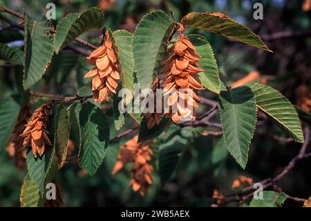 Europäische Hopfen-Hainbuche (Ostrya carpinifolia, Betulaceae), Früchte. Laub, wilder Baum. Stockfoto