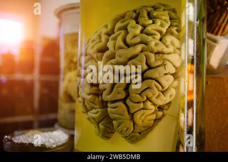 Menschliche Gehirn im Glas Glas mit Formaldehyd für medizinische Studien. Stockfoto