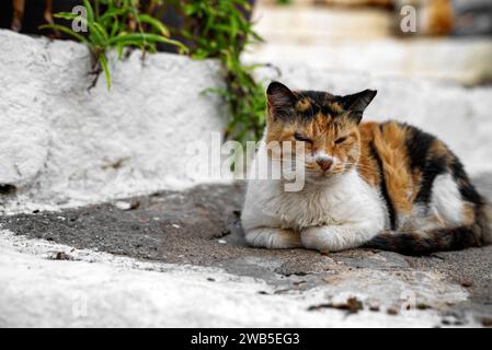 Einsame obdachlose Katze auf der Straße. Stockfoto