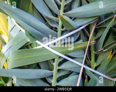 Palmblätter mit Seilen gebunden. Gartenarbeit. Sicherheit der Anlage vor dem Wind. Hintergrund der Blätter Stockfoto