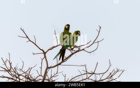 Gelbkragen-Ara (Primolius auricollis) in Brasilien Stockfoto