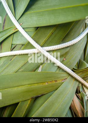 Palmblätter mit Seilen gebunden. Gartenarbeit. Sicherheit der Anlage vor dem Wind. Hintergrund der Blätter Stockfoto