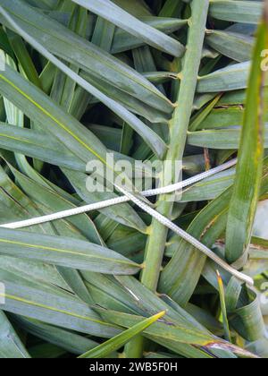 Palmblätter mit Seilen gebunden. Gartenarbeit. Sicherheit der Anlage vor dem Wind. Hintergrund der Blätter Stockfoto