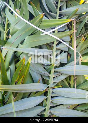 Palmblätter mit Seilen gebunden. Gartenarbeit. Sicherheit der Anlage vor dem Wind. Hintergrund der Blätter Stockfoto