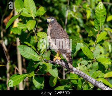 Juvenile Road-Side Hawk (Rupornis magnirostris) in Brasilien Stockfoto