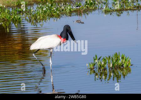 Jabiru (Jabiru mycteria) in Brasilien Stockfoto