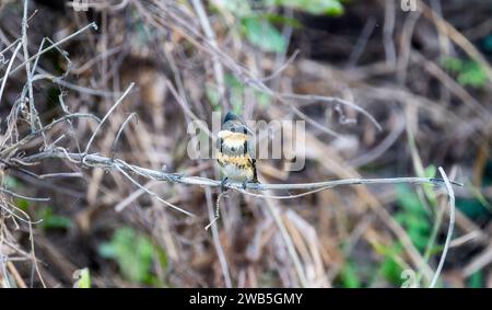 Grüner Eisvogel (Chloroceryle americana) in Brasilien Stockfoto