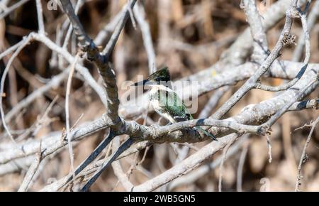 Grüner Eisvogel (Chloroceryle americana) in Brasilien Stockfoto