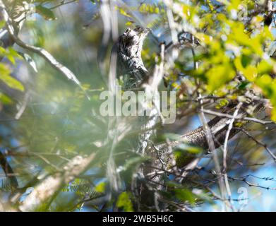 Der gewöhnliche Potoo (Nyctibius griseus) in Brasilien Stockfoto