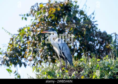 Cocoi Heron (Ardea cocoi) in Brasilien Stockfoto