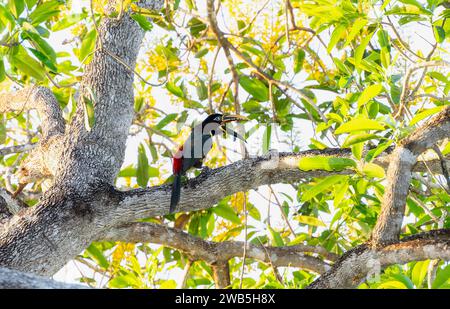 Kastanienohren-Aracari (Pteroglossus castanotis) in Brasilien Stockfoto