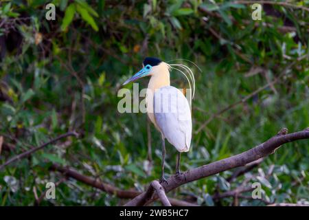 Kappreiher (Pilherodius pileatus) in Brasilien Stockfoto