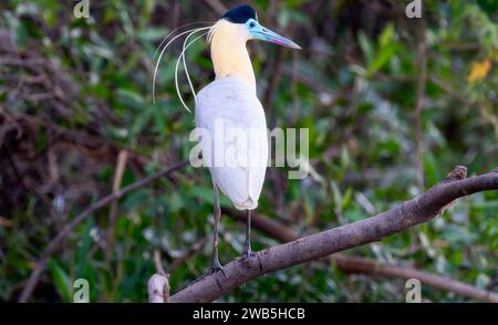 Kappreiher (Pilherodius pileatus) in Brasilien Stockfoto