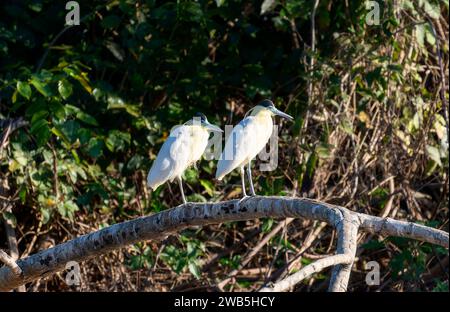 Kappreiher (Pilherodius pileatus) in Brasilien Stockfoto