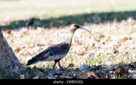 Ibis (Theristicus caudatus)-Ion Brasilien Stockfoto