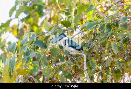 Amazonas Kingfisher (Chloroceryle amazona) in Brasilien Stockfoto