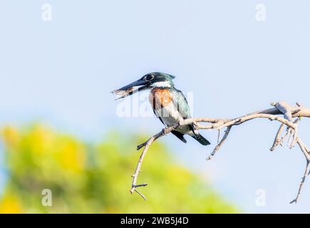 Amazonas Kingfisher (Chloroceryle amazona) in Brasilien Stockfoto