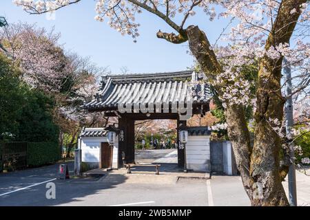 Kirschblüten im japanischen Zen-Garten. Shogunzuka-Hügel und Seiryuden-Shorenin-Tempel. Kyoto, Japan. Stockfoto