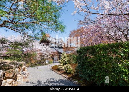 Kirschblüten im japanischen Zen-Garten. Shogunzuka-Hügel und Seiryuden-Shorenin-Tempel. Kyoto, Japan. Stockfoto