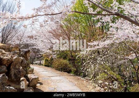 Kirschblüten im japanischen Zen-Garten. Shogunzuka-Hügel und Seiryuden-Shorenin-Tempel. Kyoto, Japan. Stockfoto