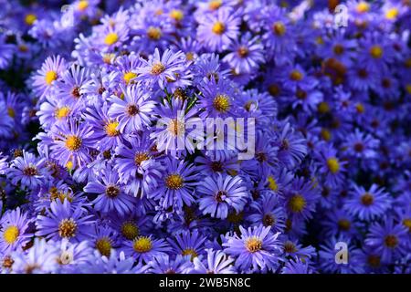 Violette Astern bei Tageslicht im Garten Stockfoto