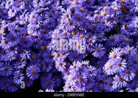 Violette Astern bei Tageslicht im Garten Stockfoto