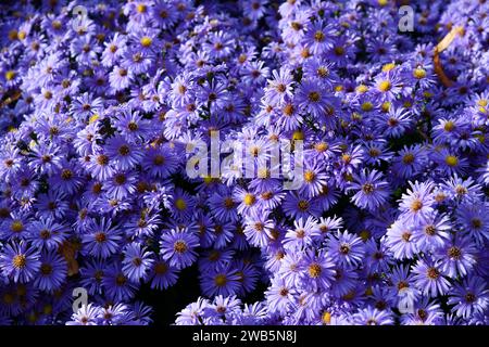 Violette Astern bei Tageslicht im Garten Stockfoto