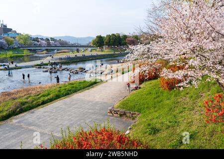 Kirschblüten entlang des Flusses Kamo (Kamogawa). Kyoto, Japan. Stockfoto