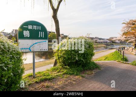 Kirschblüten entlang des Flusses Kamo (Kamogawa). Kyoto, Japan. Stockfoto