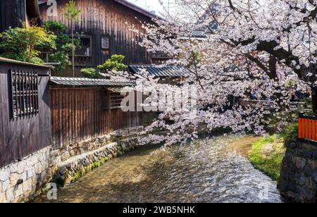 Kirschblüten am Fluss Gion Shirakawa. Japanische alte Volkshäuser. Stockfoto