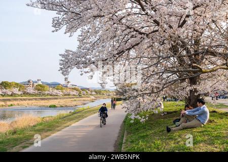 Kirschblüten entlang des Flusses Kamo (Kamogawa). Kyoto, Japan. Stockfoto