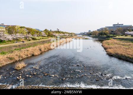 Kirschblüten entlang des Flusses Kamo (Kamogawa). Kyoto, Japan. Stockfoto