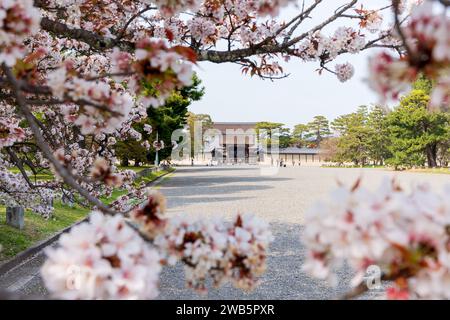 Kirschblüte im Kyoto Gyoen National Garden. Kyoto, Japan. Stockfoto